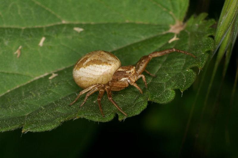 Xysticus_cristatus_D4925_Z_89_Les Gris_Frankrijk.jpg